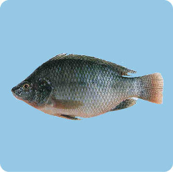 tilapia